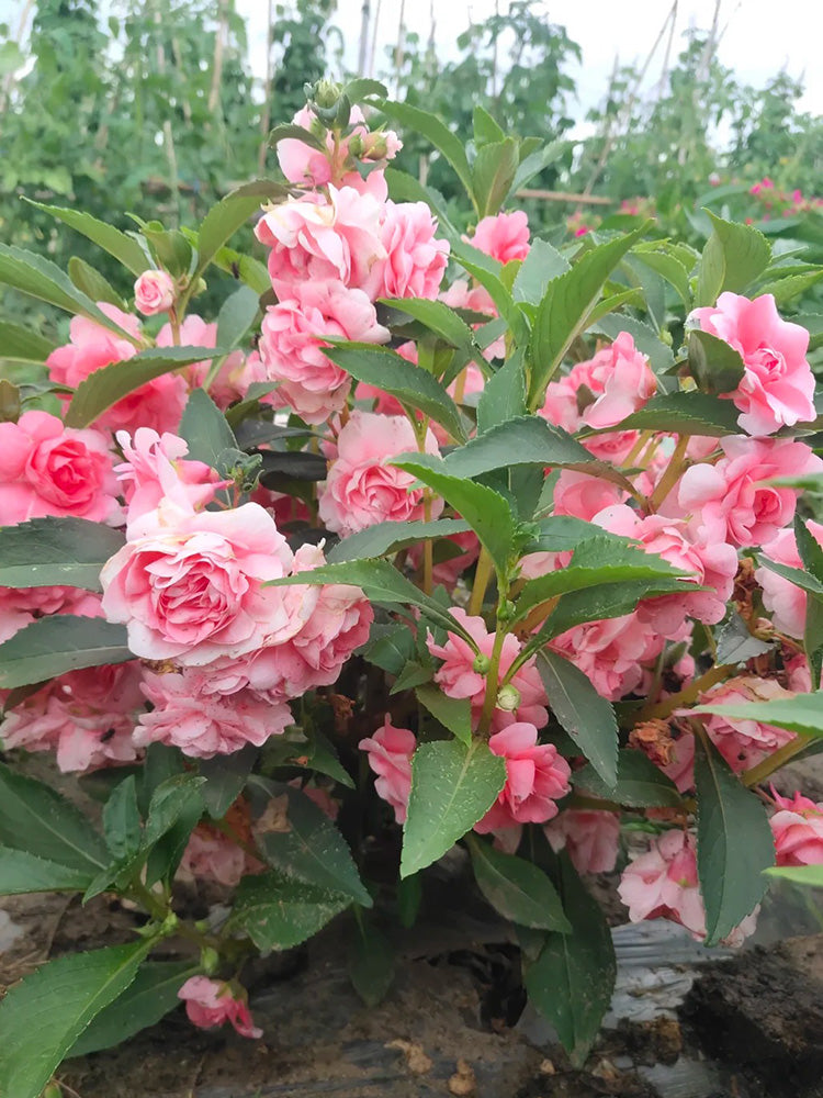 Camellia-Flowered Balsam (Mixed Colours)