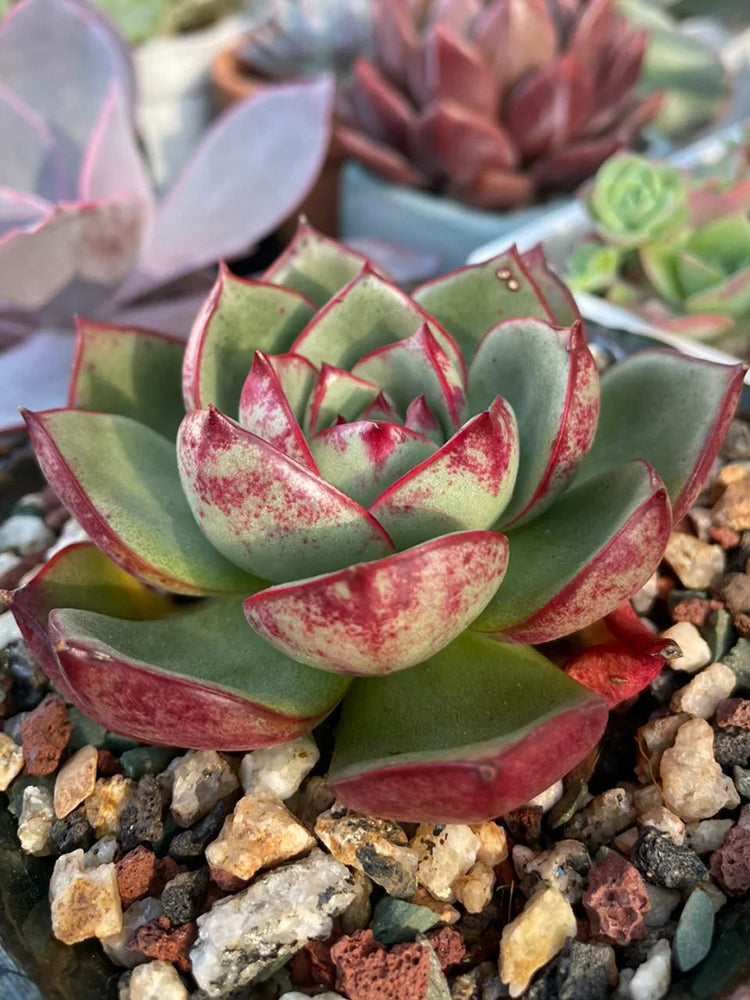 Echeveria cv. 'Bullfighter'