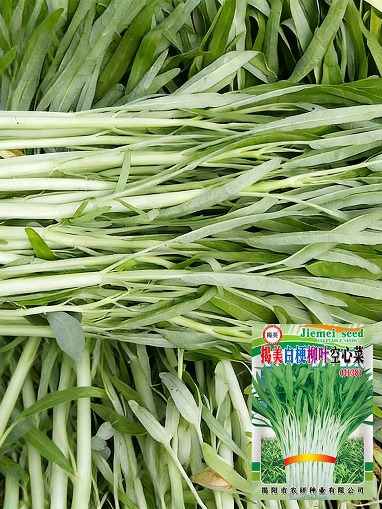 'JieMei' White-Stemmed Water Spinach