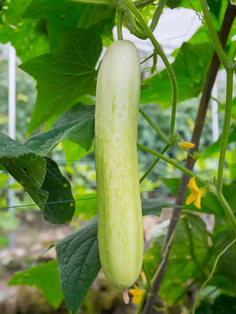 Shangli White Cucumbers