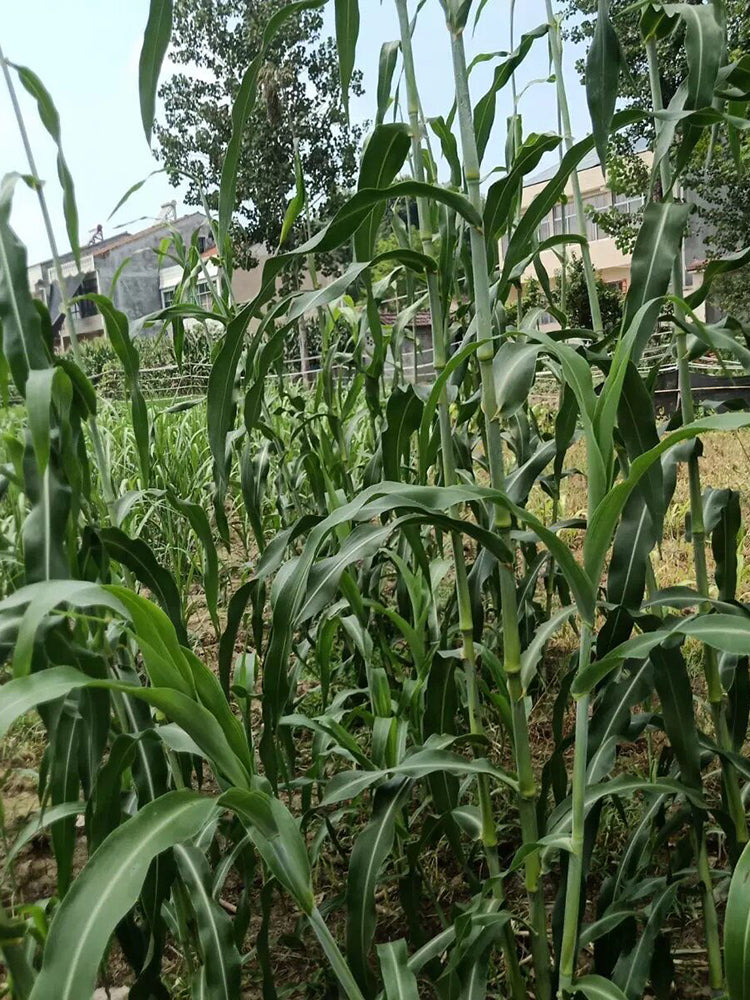 Traditional Sweet Sorghum