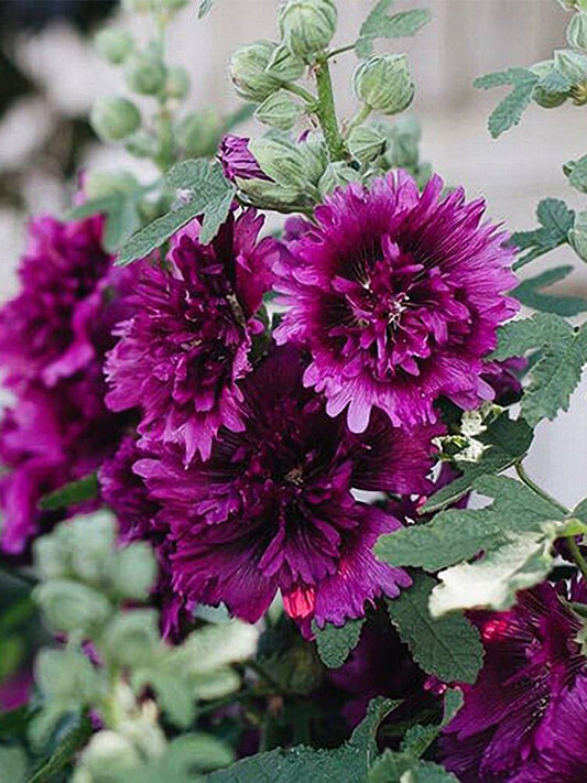 Lilac Rose Hollyhock (Alcea rosea L.)
