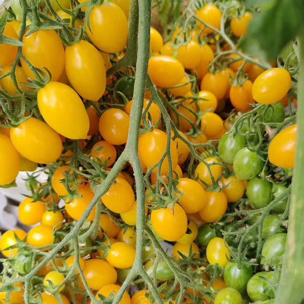625 Sun Bunnies Multiflora Tomato