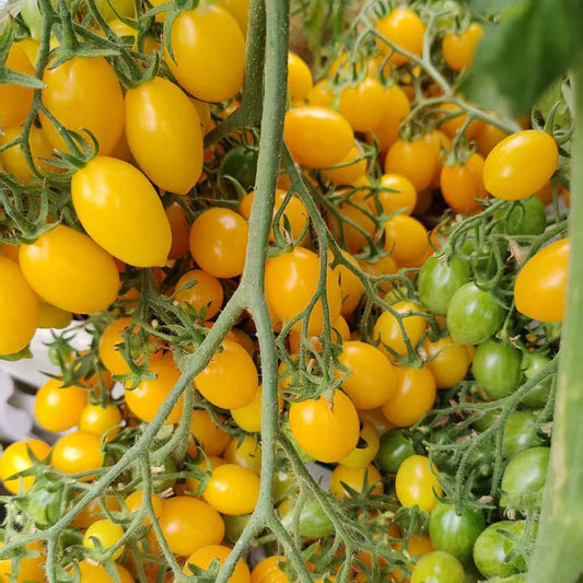 625 Sun Bunnies Multiflora Tomato