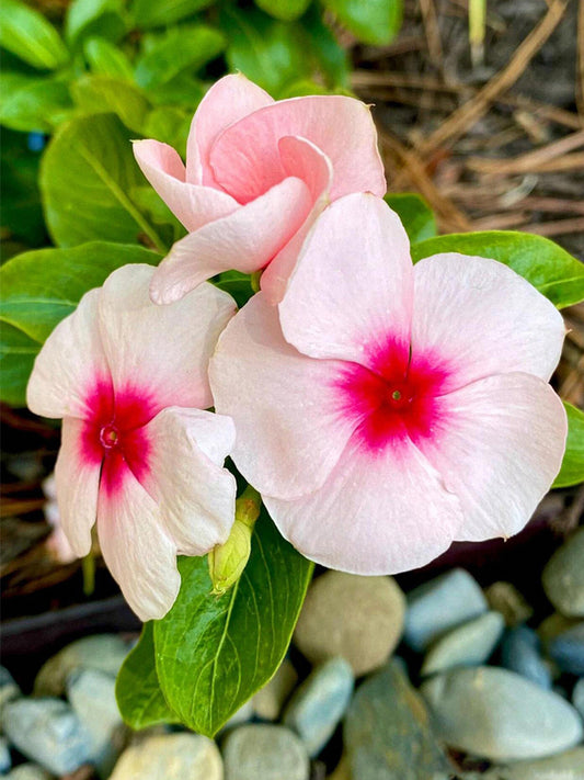 Pink Madagascar Periwinkle (Catharanthus roseus)