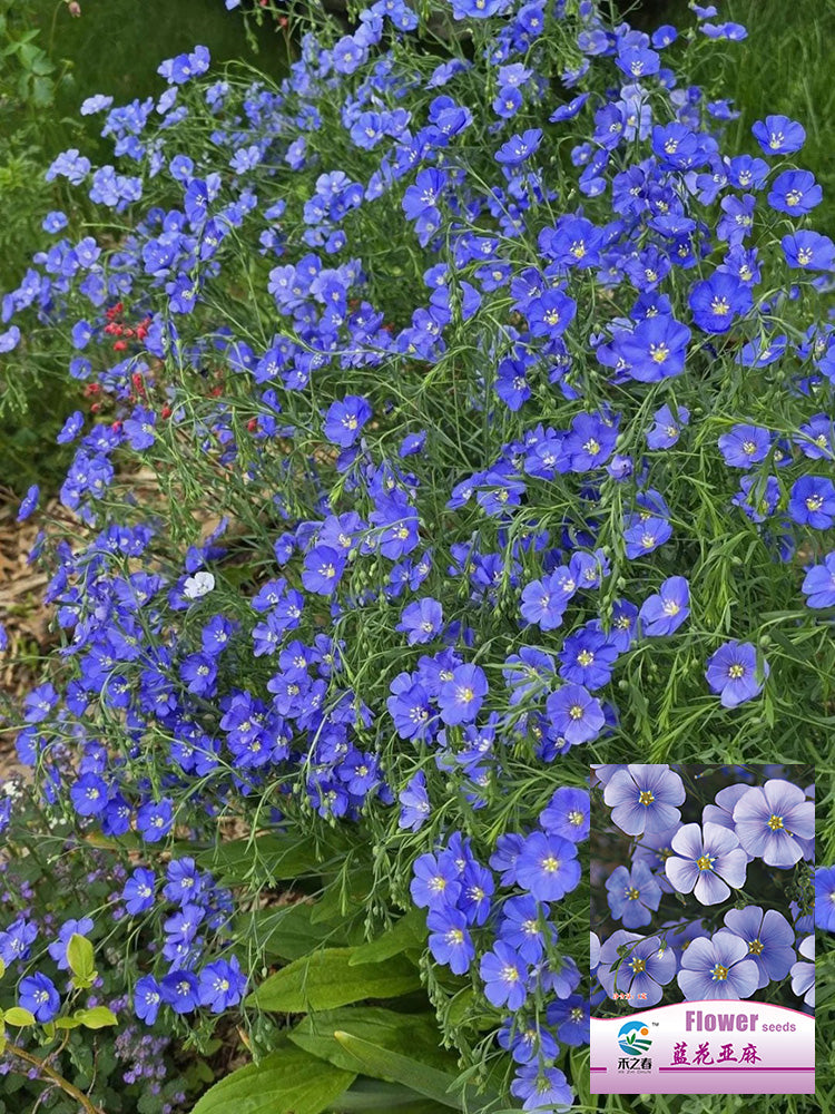 Blue Flax
