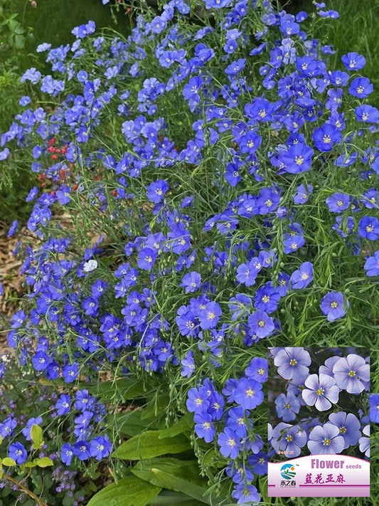 Blue Flax