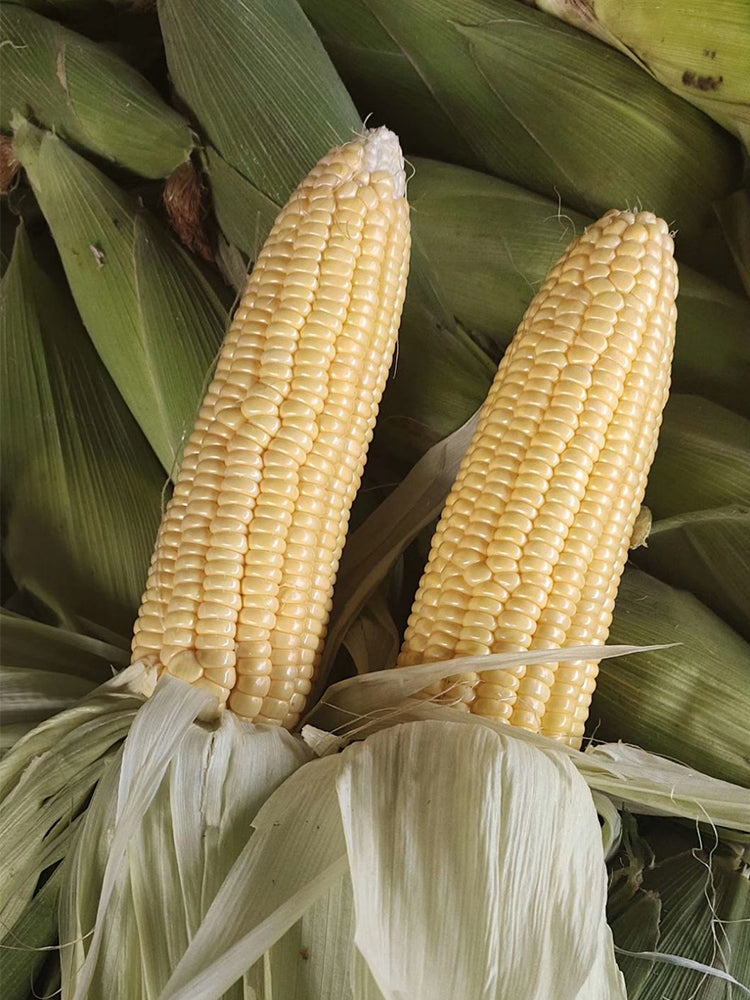 Zhongnong Tian No.488 Super Sweet Fruit Corn
