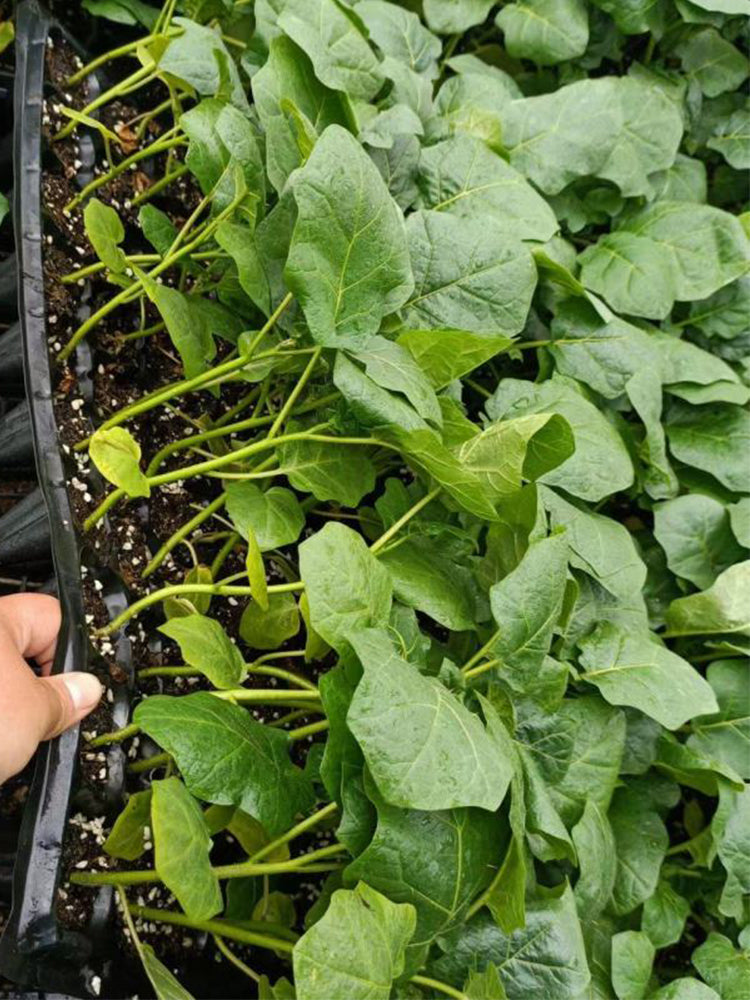 Tuolubamu Eggplant Rootstock