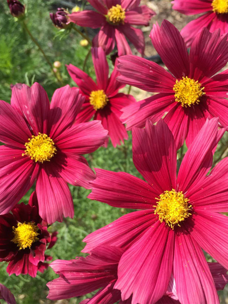 Evening Gown Red Cosmos