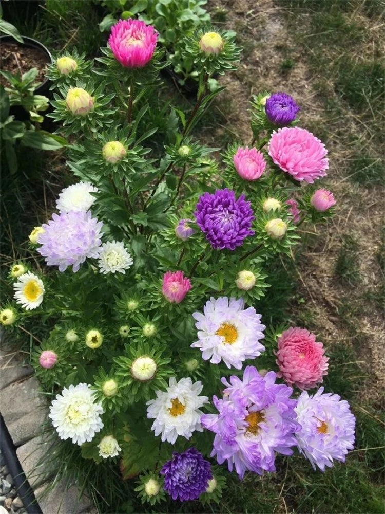 Hezhichun Mixed Color China Aster