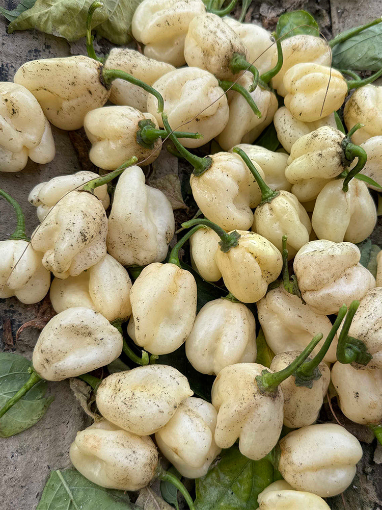 White Habanero Pepper