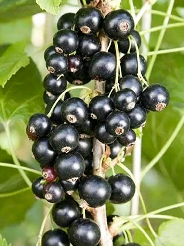 Black Currant
