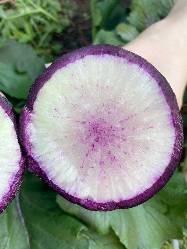 Rock Sugar Heart Purple Skin Fruit Radish