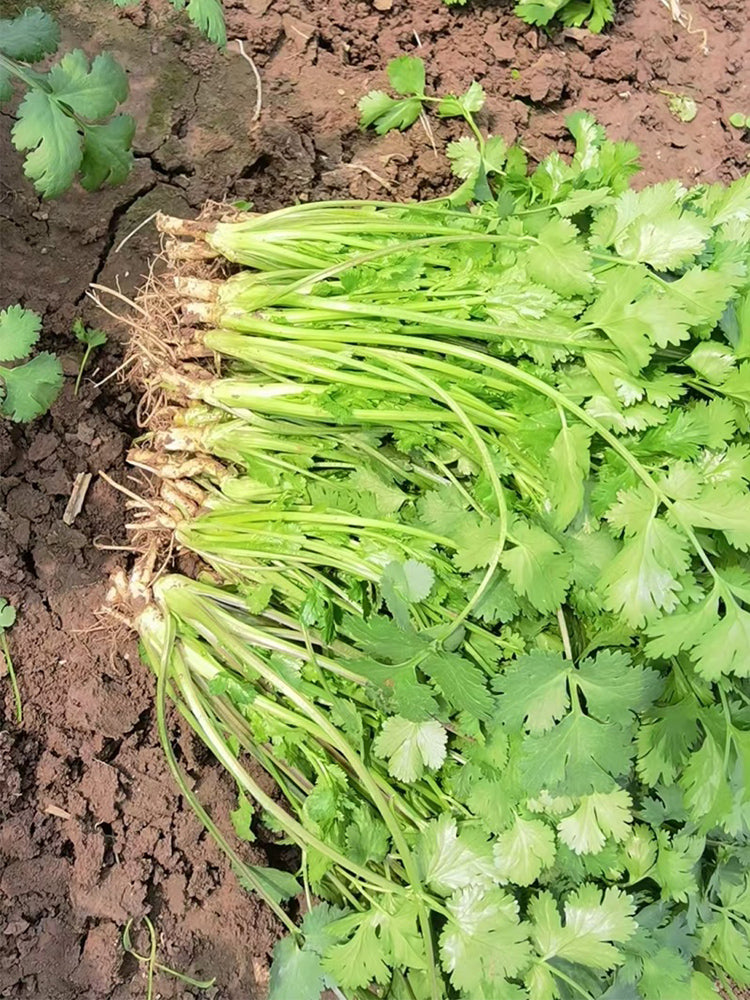 'Jiefeng' Large-Leaf Coriander