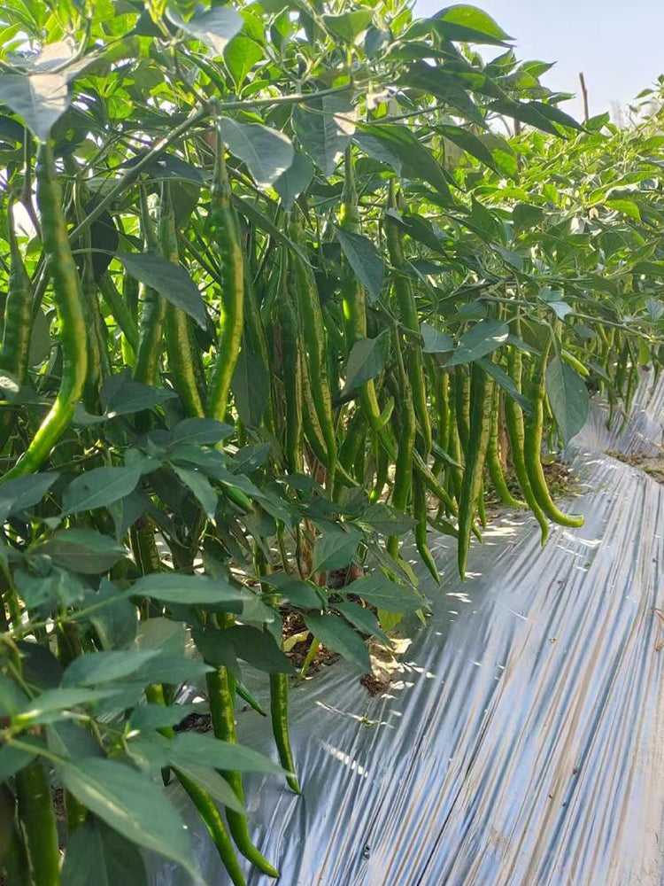 Spicy Red Line Pepper