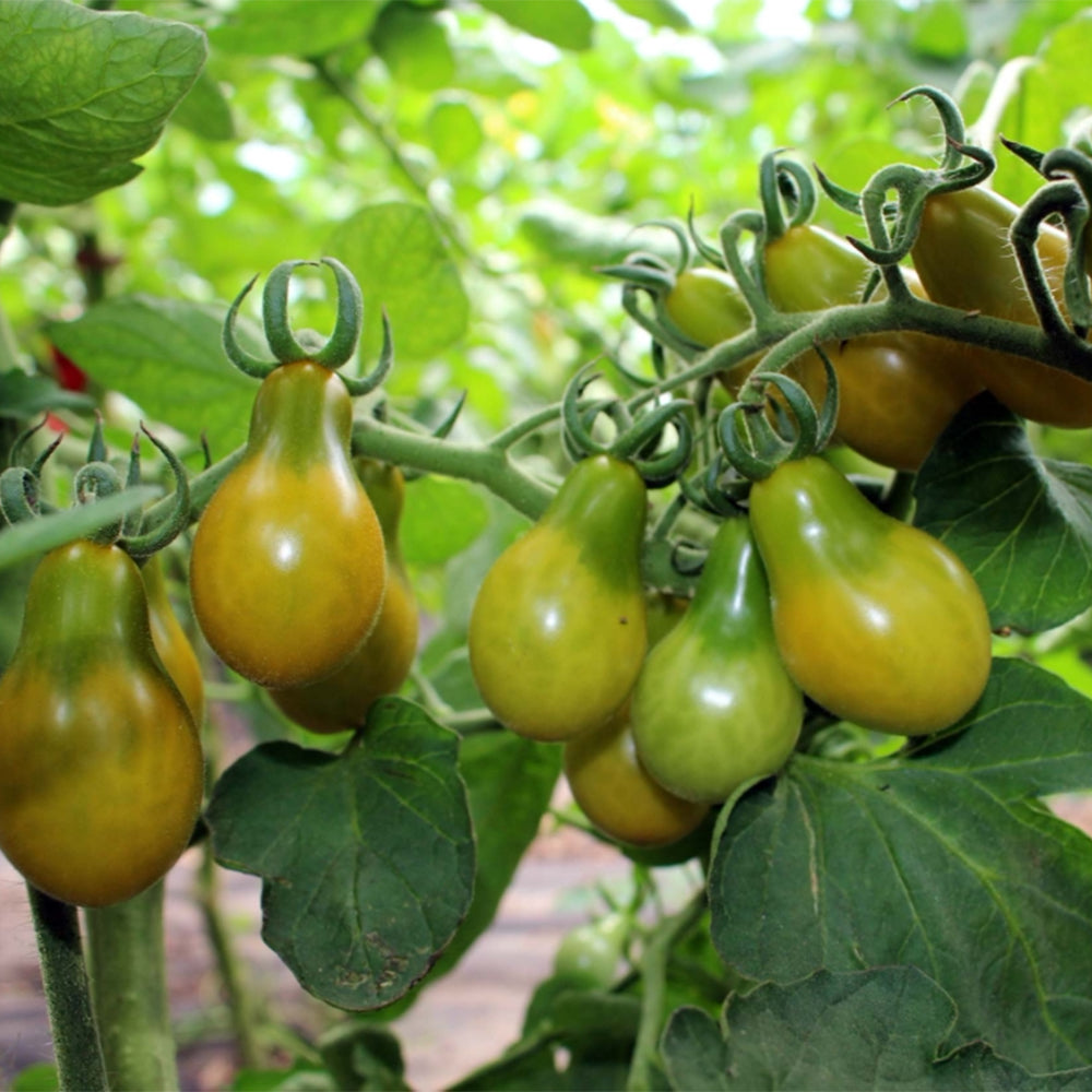 823 Green Pear Tomato