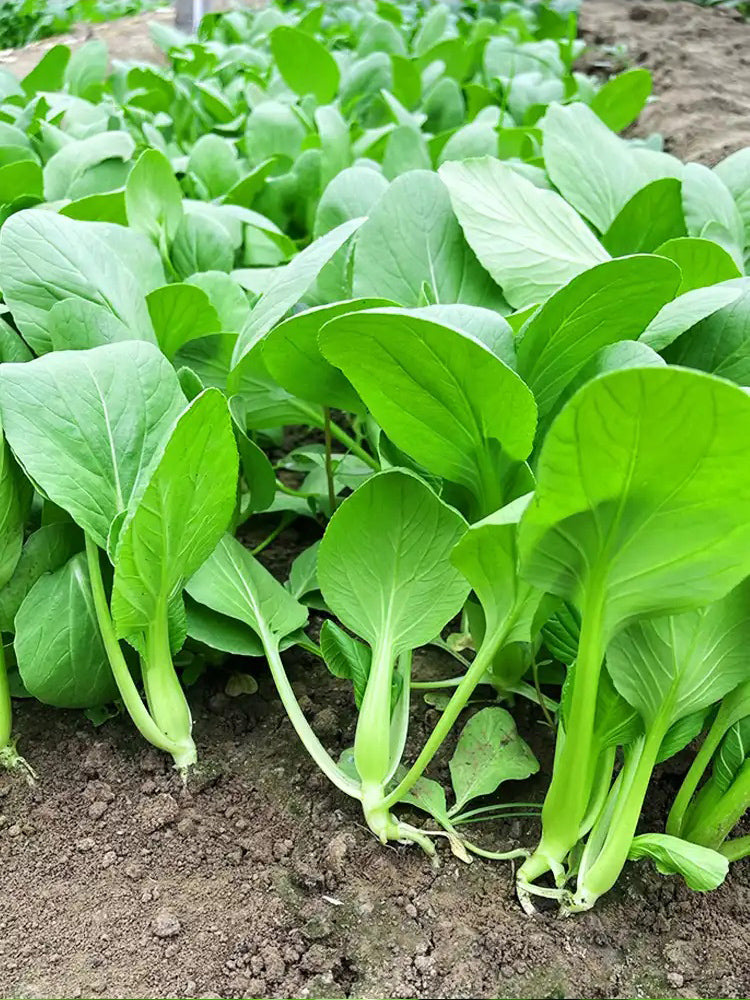 Jiemei Fast-growing Baby Bok Choy