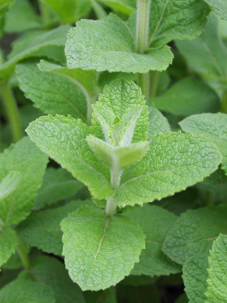 Apple Mint
