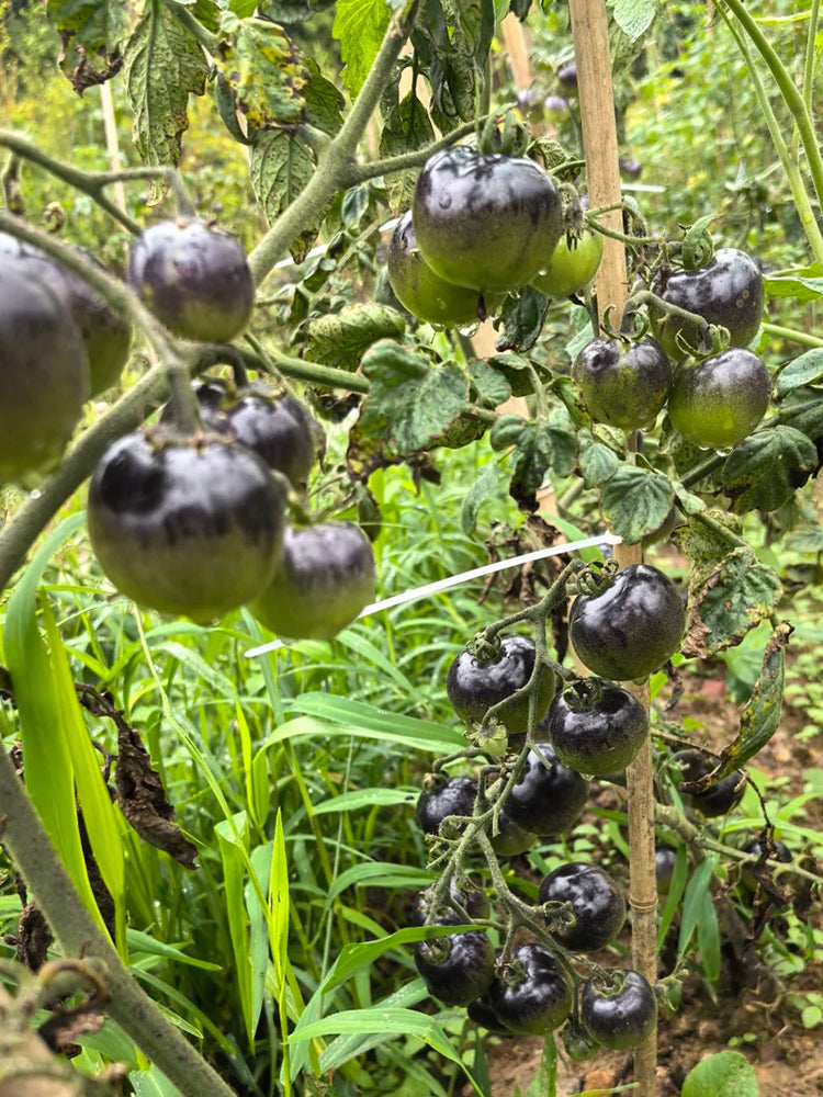 Black Jiaozi Tomato