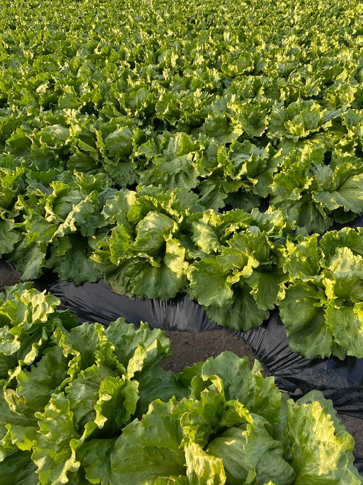 Meilü 103 Crisphead Lettuce