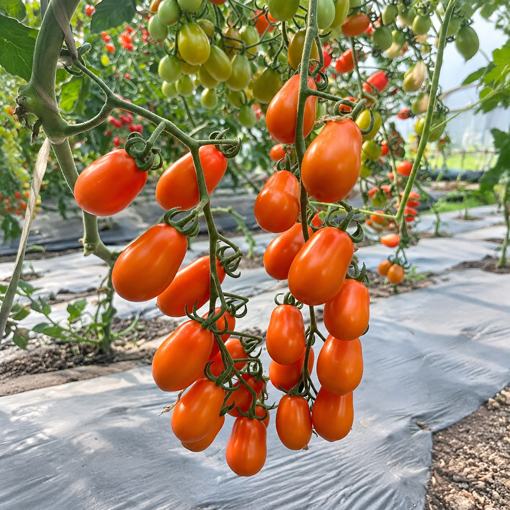 W1311 Chengduoduo F1 Orange Grape Tomato