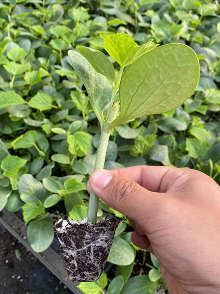 Qingyuan Black Stem Rootstock