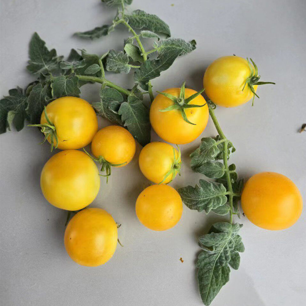 751 Rabbit Jump Tomato