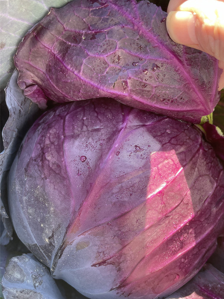 Zifeng Purple Cabbage