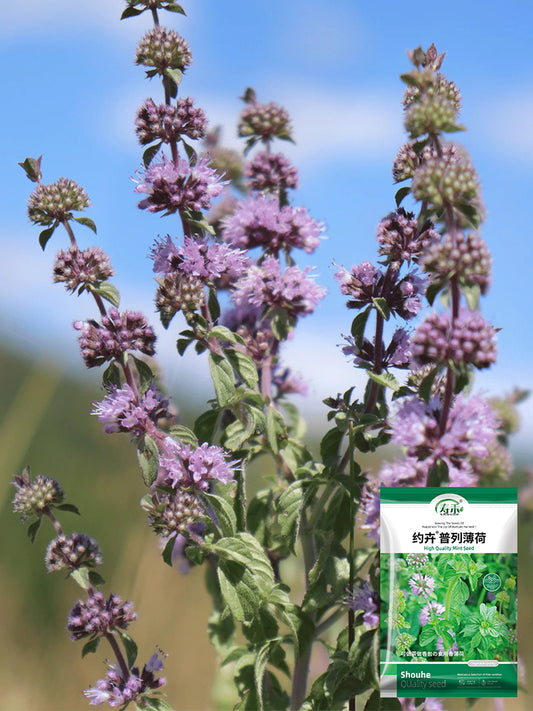 Pennyroyal Mint