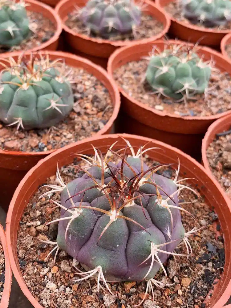 Gymnocalycium pflanzii var. albipulpa