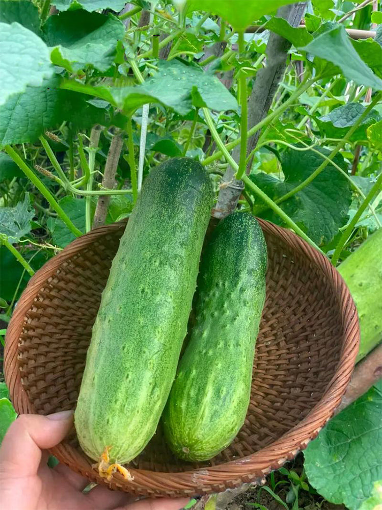 'Superior' Classic Fruit Cucumbers