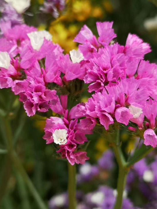 Purple-red Wavyleaf Sea Lavender (Limonium sinuatum)