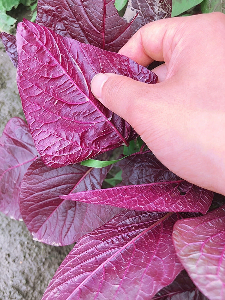 All-Red Round-Leaf Amaranth