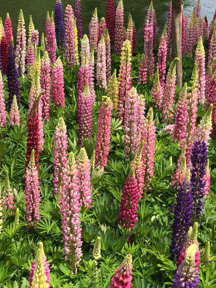 Mixed Color Lupine