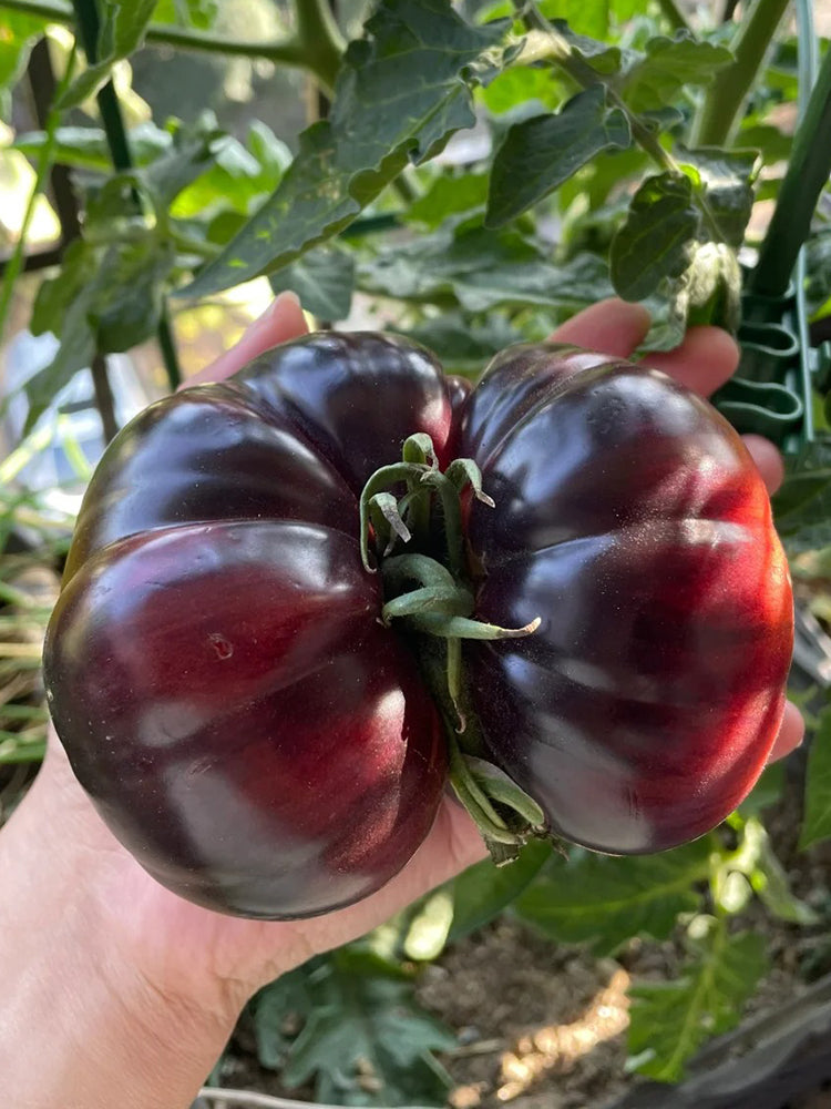 Martha Starfighter Tomato