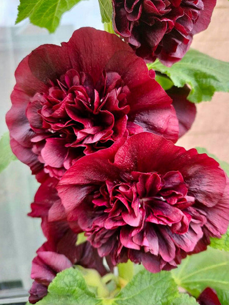 Chater's Double Maroon Hollyhock