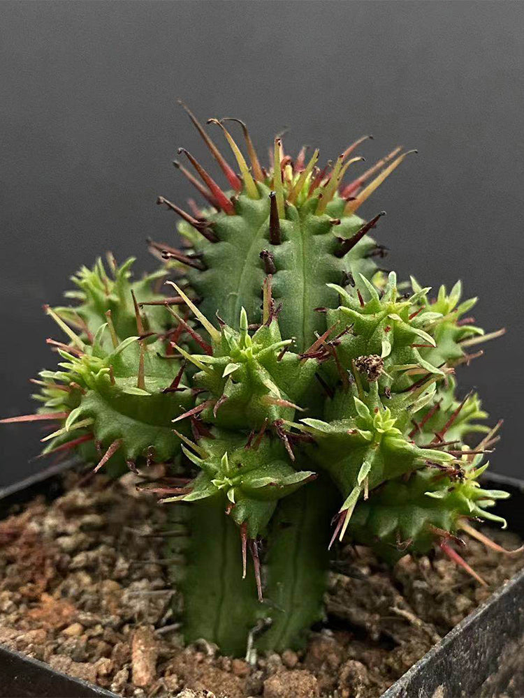 Pincushion Euphorbia