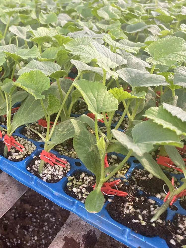 Qingyuan Black Stem Rootstock