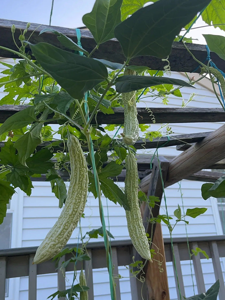 Chang Cui Yu Slender Bitter Melon