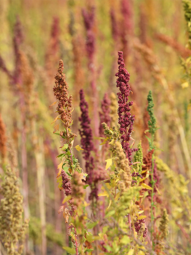 Red Quinoa