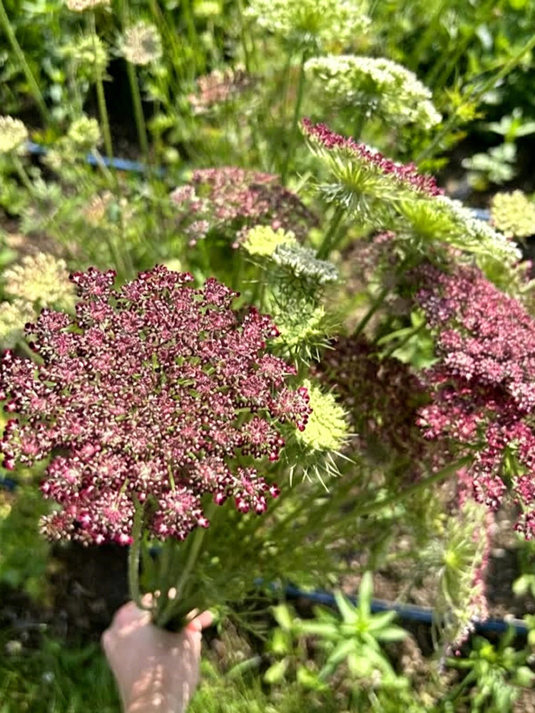 Chocolate Lace Flower