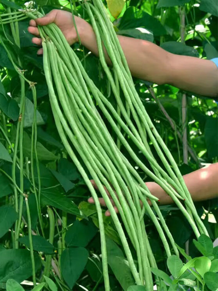 Ningjiang No.3 Yardlong Beans