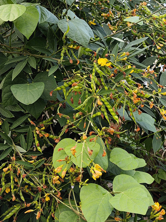 Pigeon Pea (Cajanus cajan (L.) Druce)