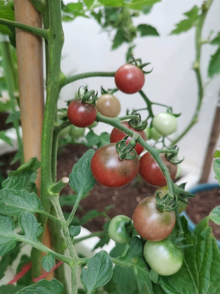 Reinhard Kraft's Purple Sugar Cherry Tomato
