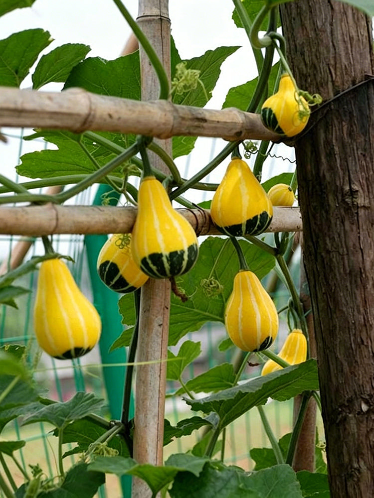 Little Rascal Gourd