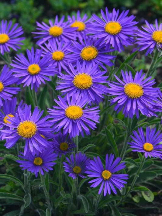 Alpine Aster Mix