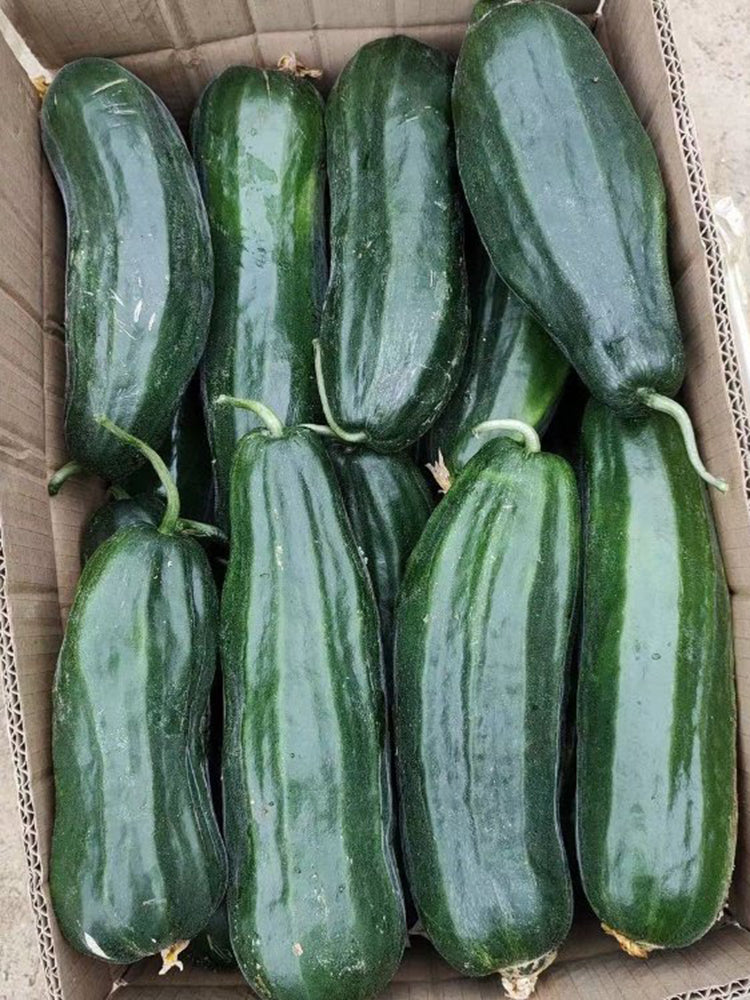Black Ribbed Crisp Melon
