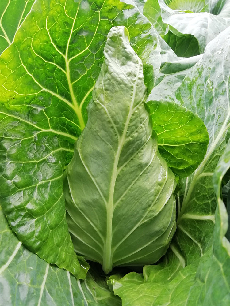 Huachen Oxheart Cabbage