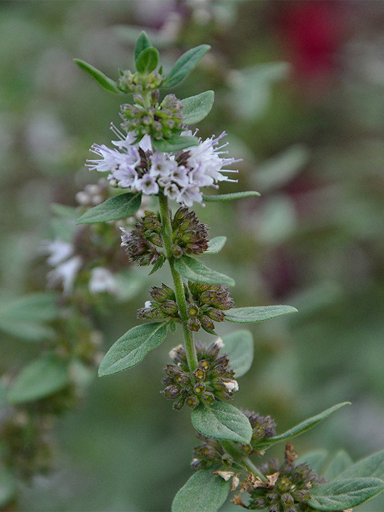 Apple Mint